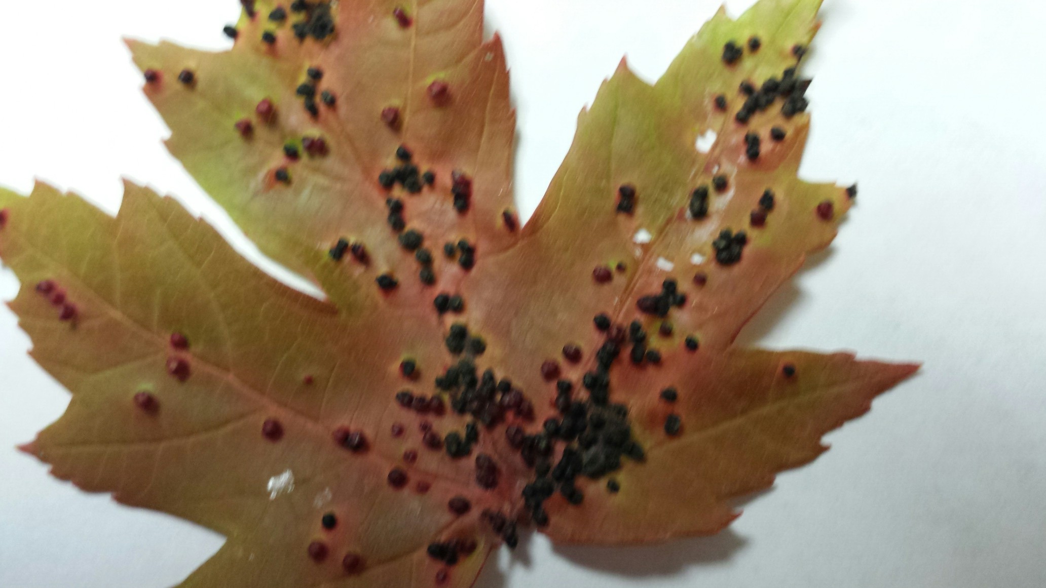 Maple Tree Gall Mites O’Donovan & Son, Inc.